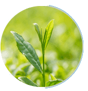 Prosta Peak is made of greentea
