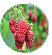 Prosta Peak is made of raspberry
